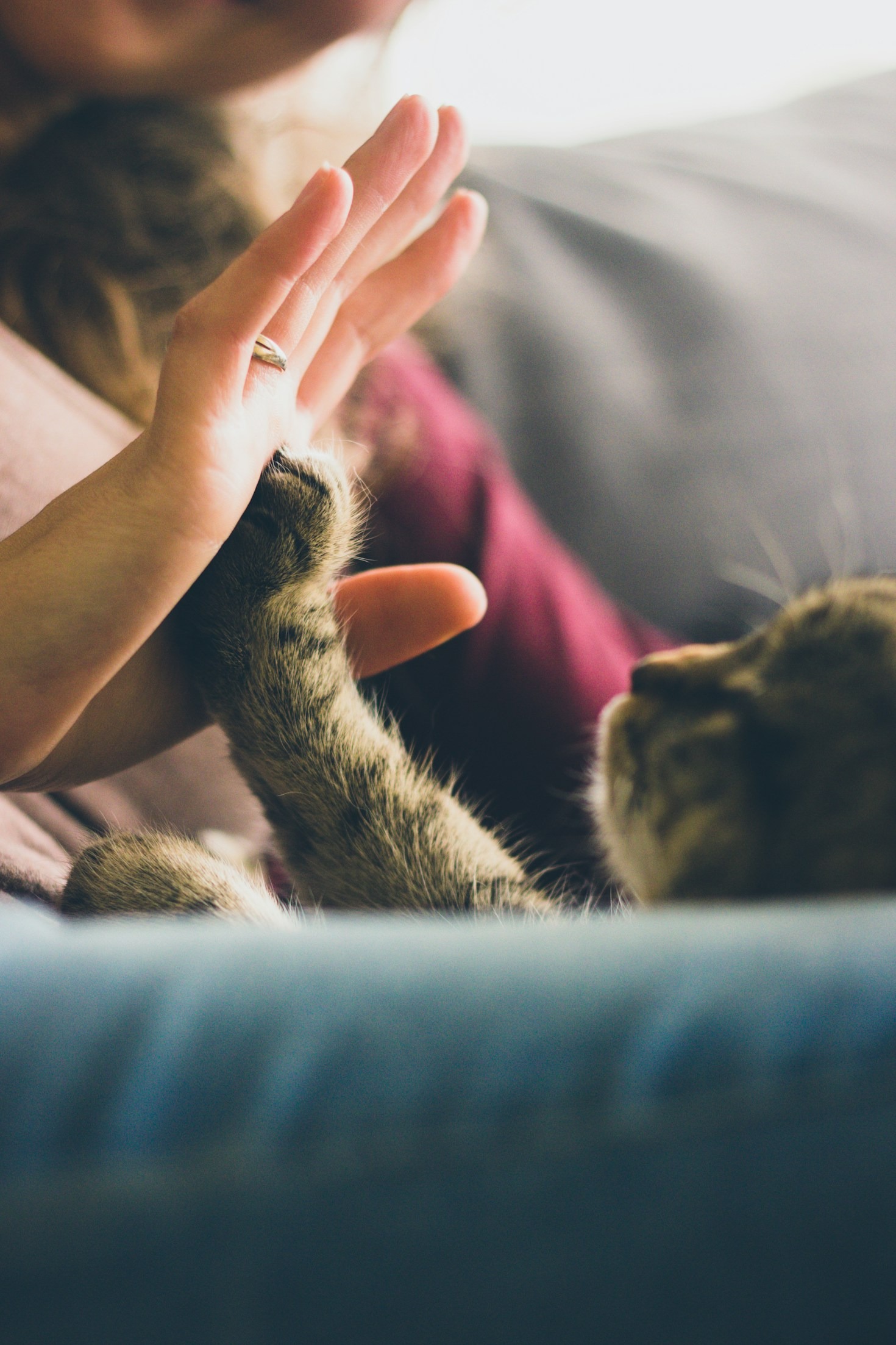 Los mejores consejos para cuidar a tu mascota con DoCa